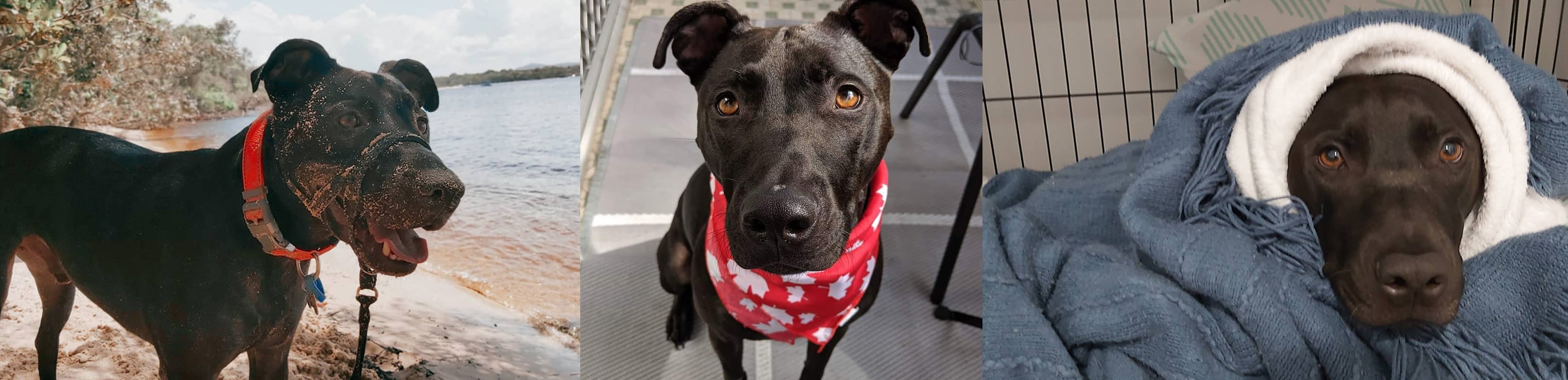jiders the dog at the beach, sitting, and snuggled in blanket